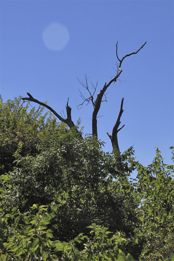 Tornado Tree Exurbia